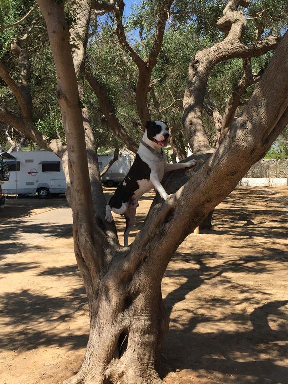 Camping Porto Miggiano Santa Cesarea Terme Exteriör bild